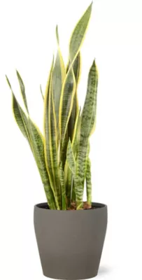 Sanseveria 21cm avec cache pot pierre