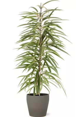 Ficus BA 21cm avec cache pot pierre