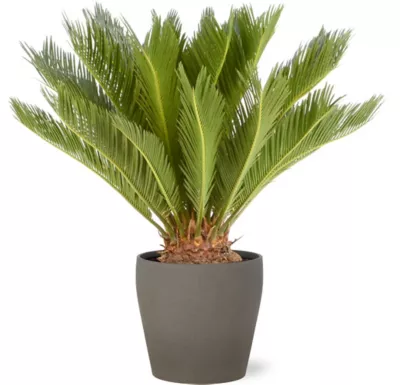 Cycas revoluta 21cm avec cache pot pierre