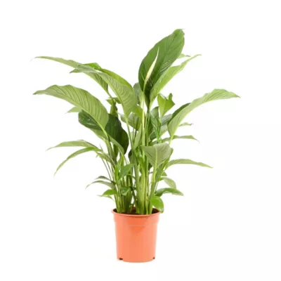 Plante verte Spathiphyllum 24cm